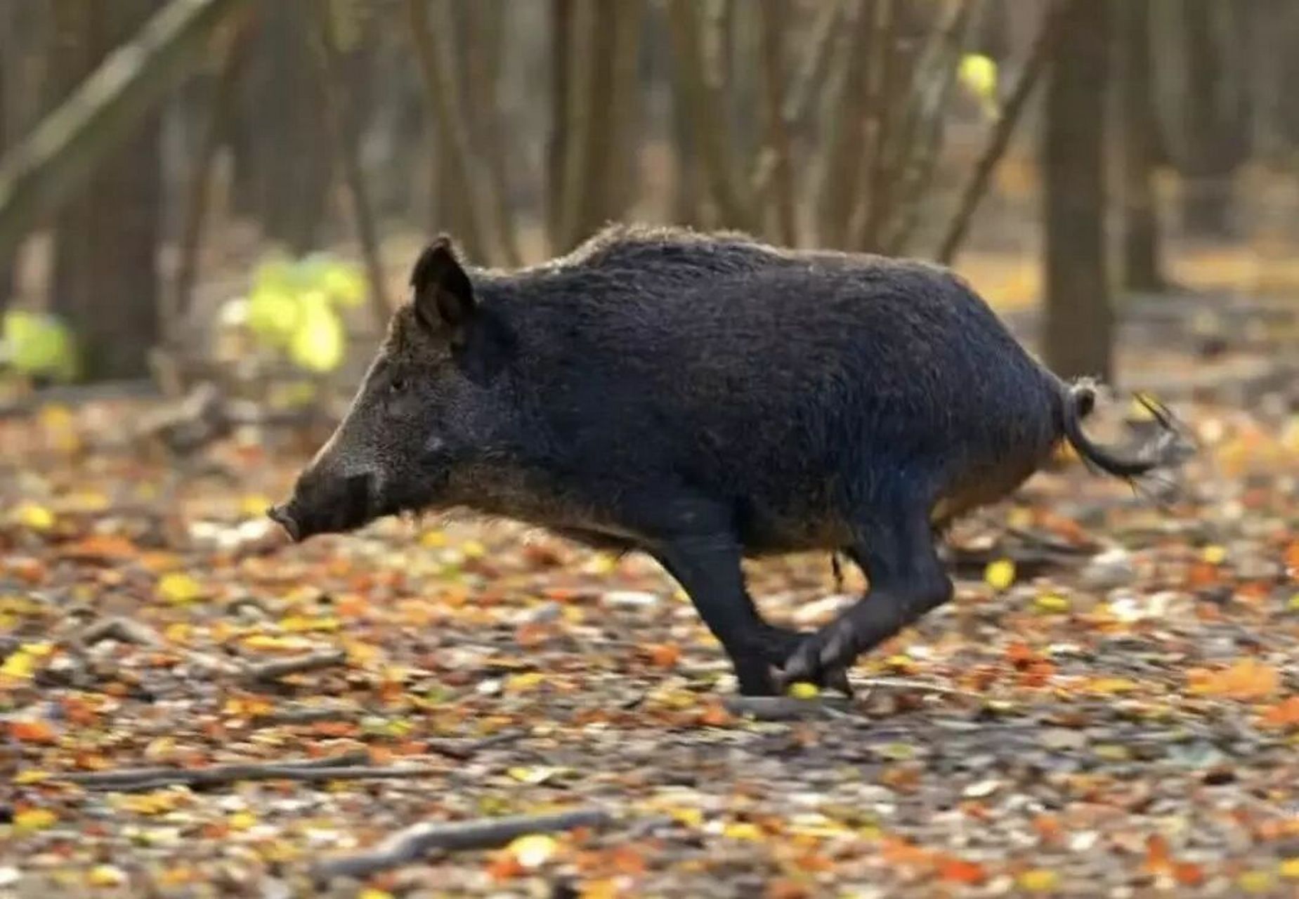 户外徒步:野外如何应对野猪!
