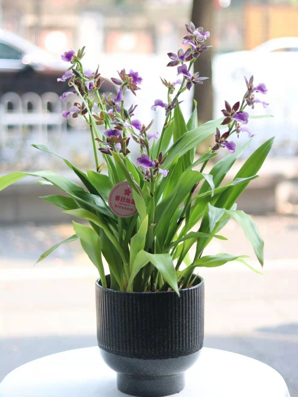 紫香兰|盆栽植物|兰花  超级耐看 纹路游走日月星华 复古咖紫色 高级