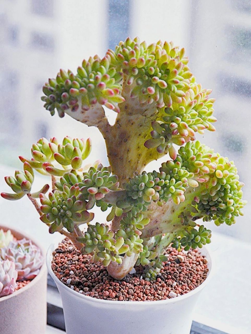 春萌多肉缀化,你怎么可以那么可爱91 对于部分养多肉的友友,新奇有