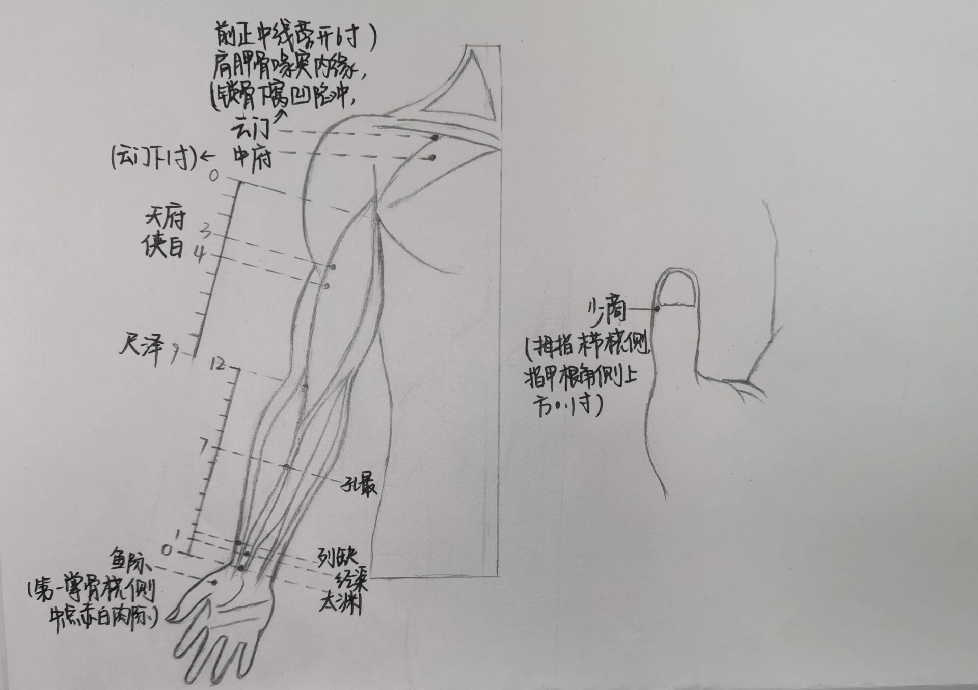 手太阴肺经循行图