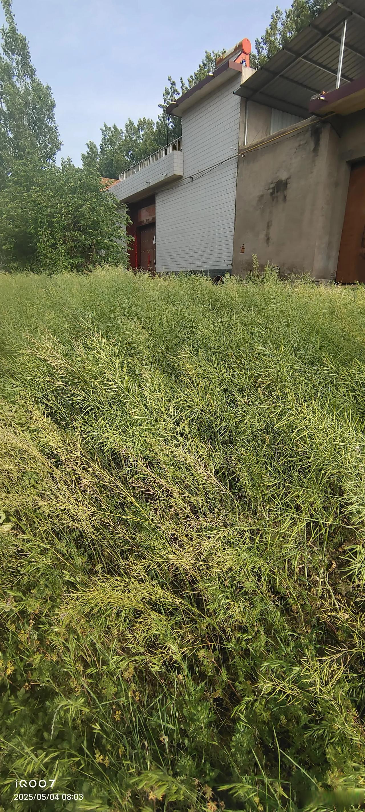 成熟期油菜角果由青绿转为黄绿,最终呈现淡黄色,部分品种边缘呈红褐色