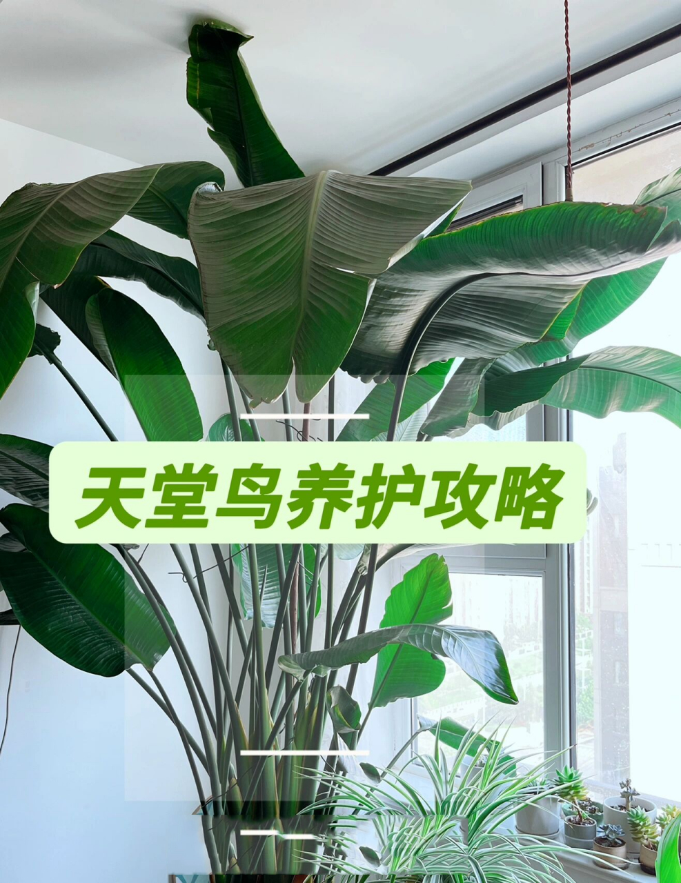 附天堂鸟养护攻略: 16615浇水:天堂鸟对水分要求比较