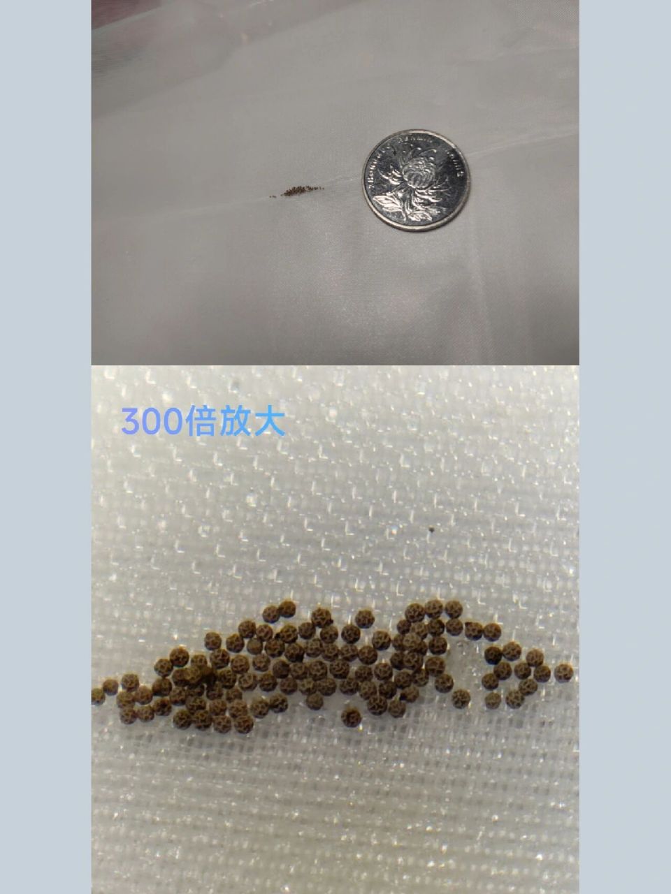 淡水丰年虾卵细节图,与盐水种完全不一样       普通丰年虾的卵壳是