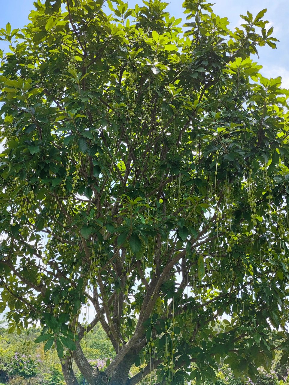 阳光下挂满了果实的玉蕊树