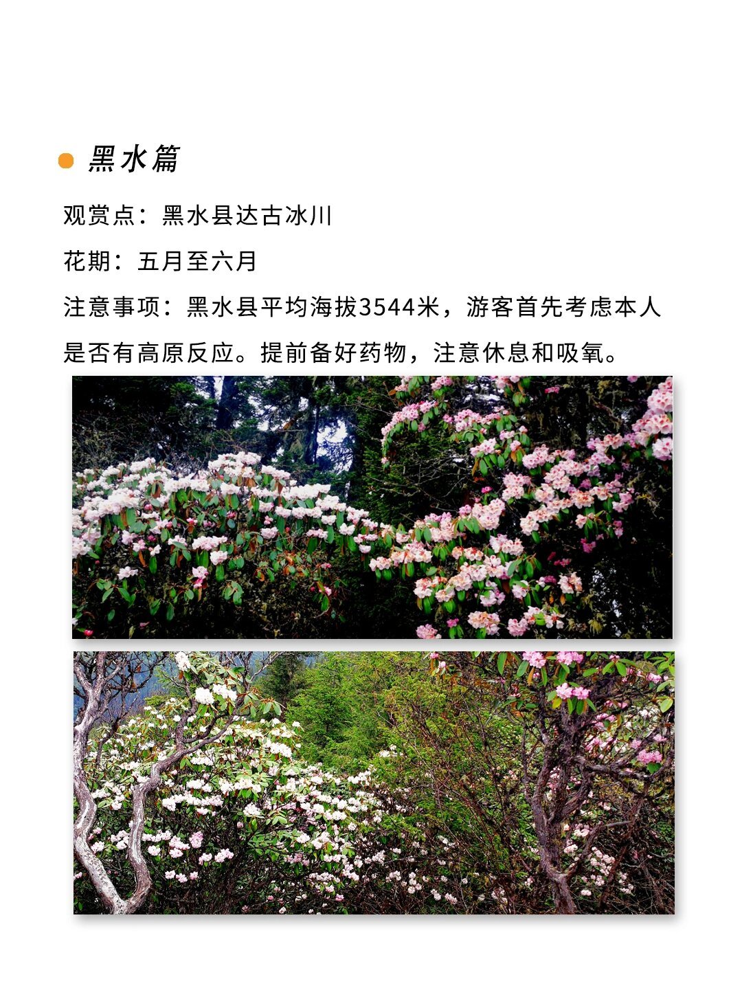 阿坝州羊角花赏花攻略