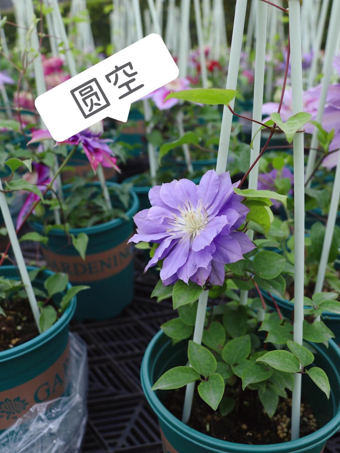 听说这几款铁线莲适合广东种植