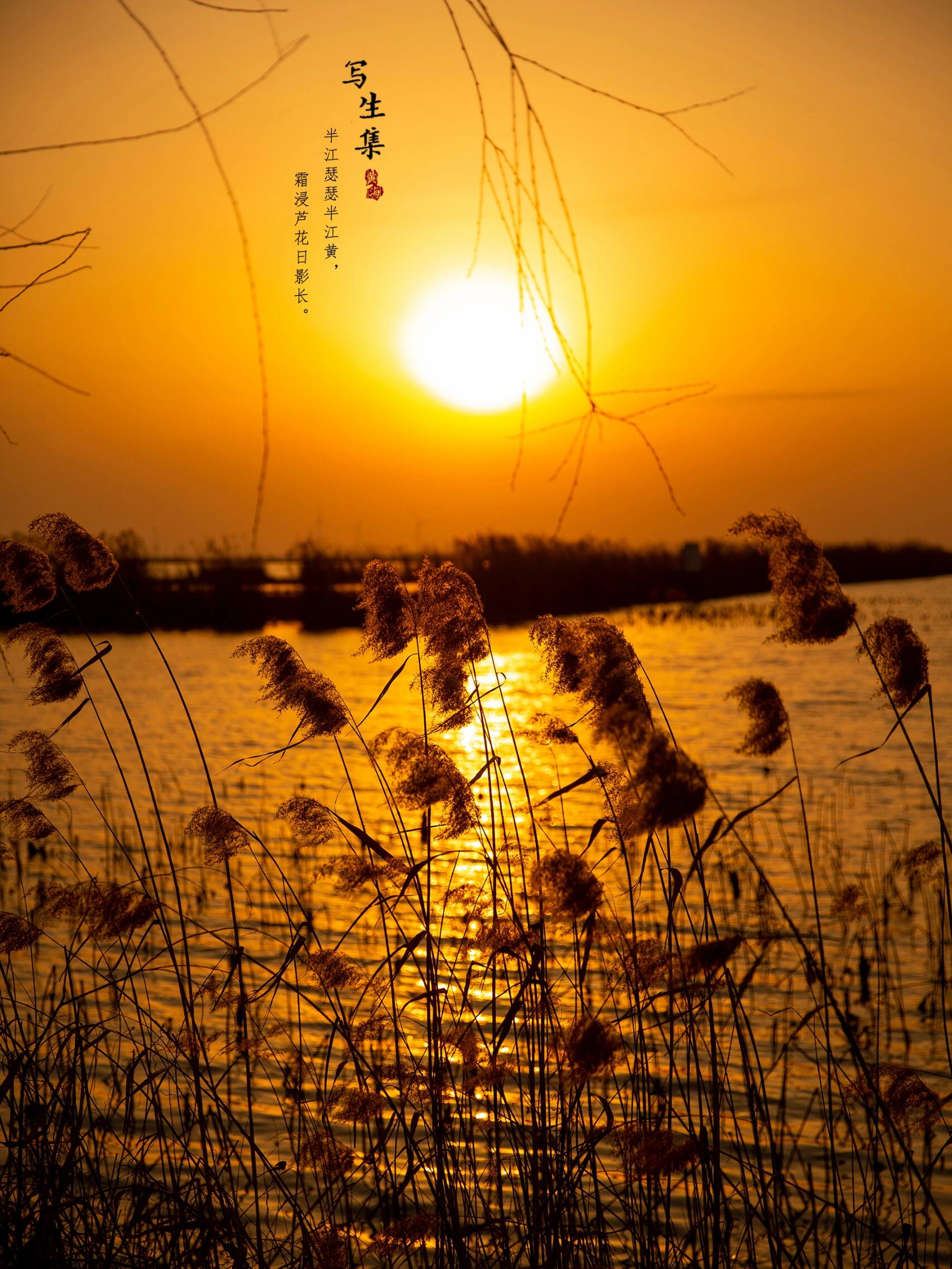 余晖下的芦苇
