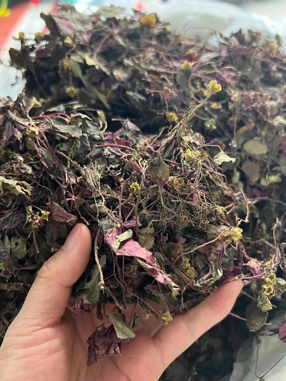 风柜斗草,红叶红骨的 风柜斗草