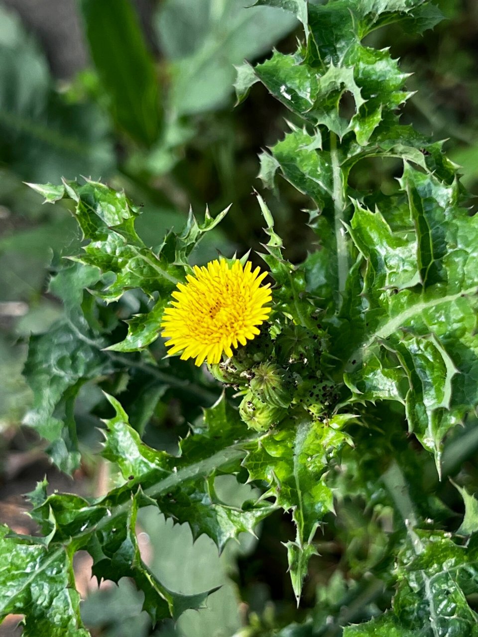 花叶滇苦菜 花叶滇苦菜开花之后,会长出小朵的蒲公英,很浪漫 哦.