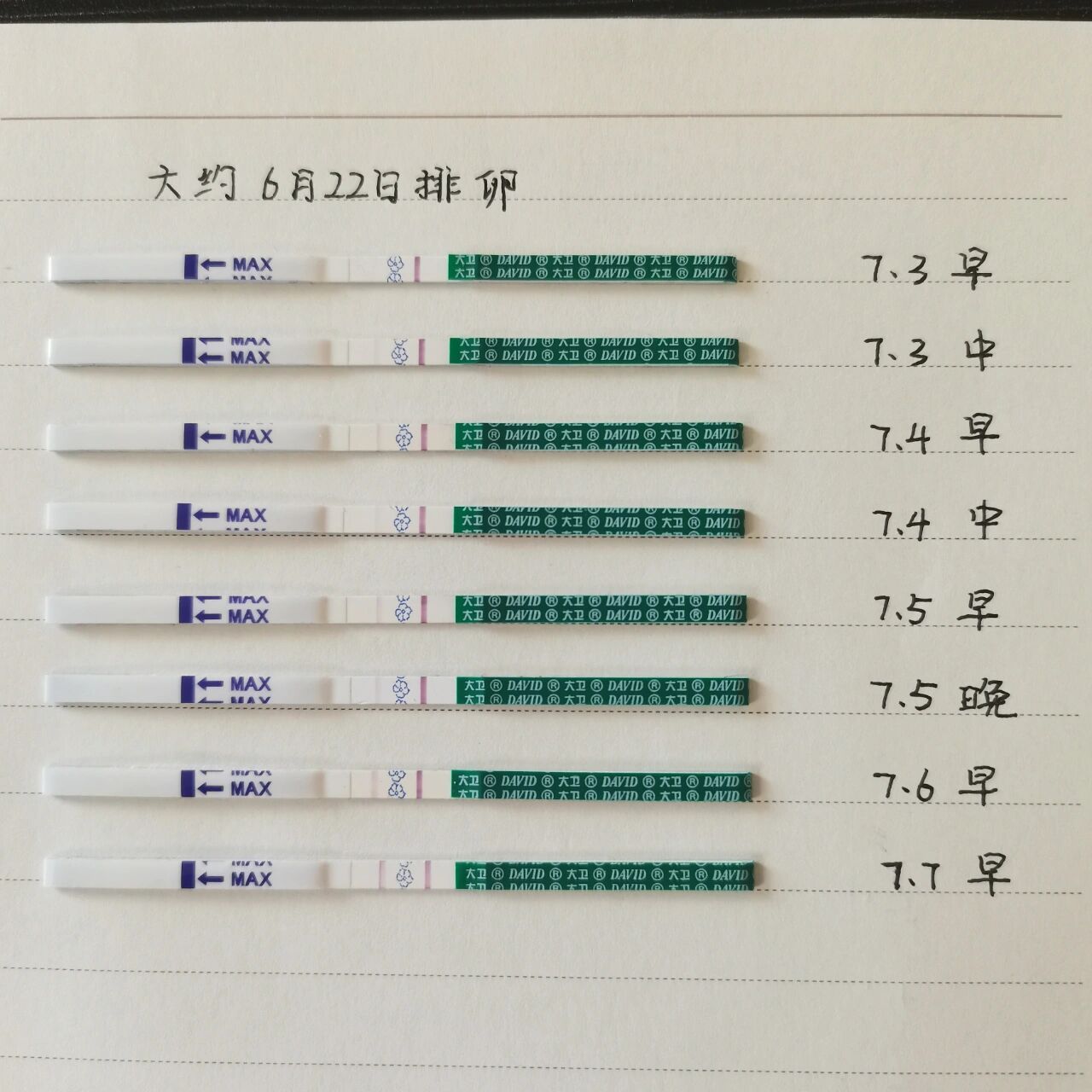 大衛試紙與毓婷試紙使用效果圖 大概6月22日排卵,使用毓婷一直沒有