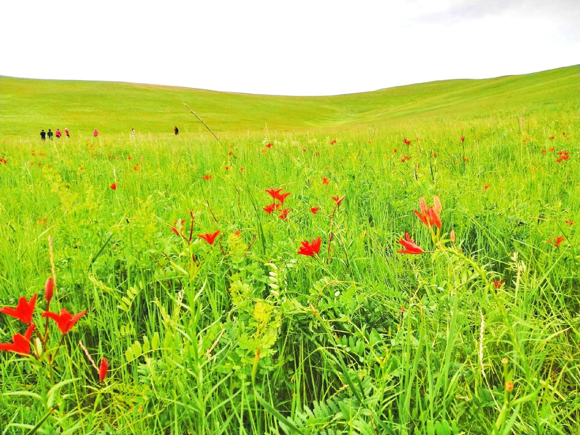 萨日朗花就是山丹花,萨日朗是蒙古语,意思是草原上的山丹花,代表团结