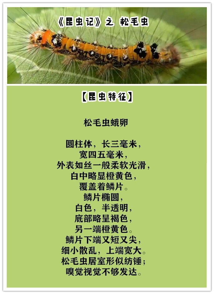 你们要的《昆虫记》读书笔记来啦!松毛虫91