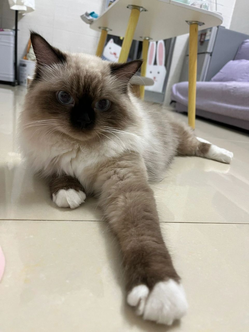 今天又被人说这是长毛暹罗猫?