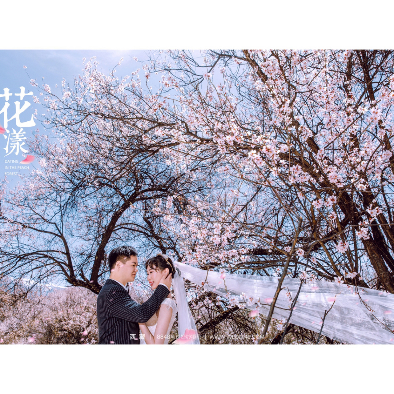 8848摄影新客片-林芝站 今年的林芝桃花节如期而至,还是印象中的十里