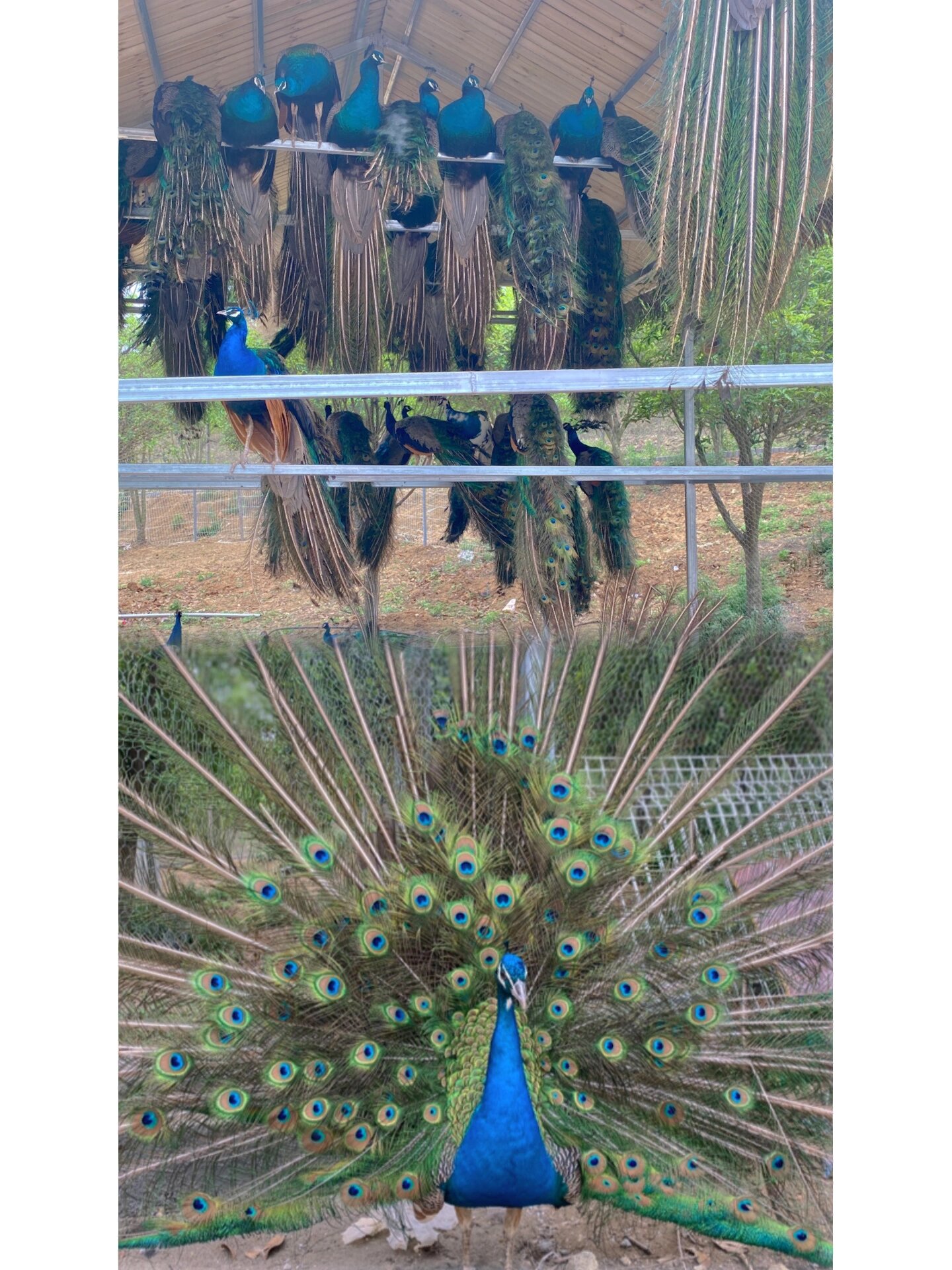 南阳野生动物园