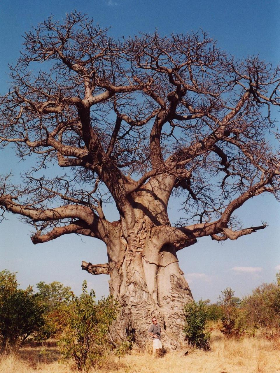 猴面包树 猴面包树(学名:adansonia digitata),又名猢狲树,非洲猴面包
