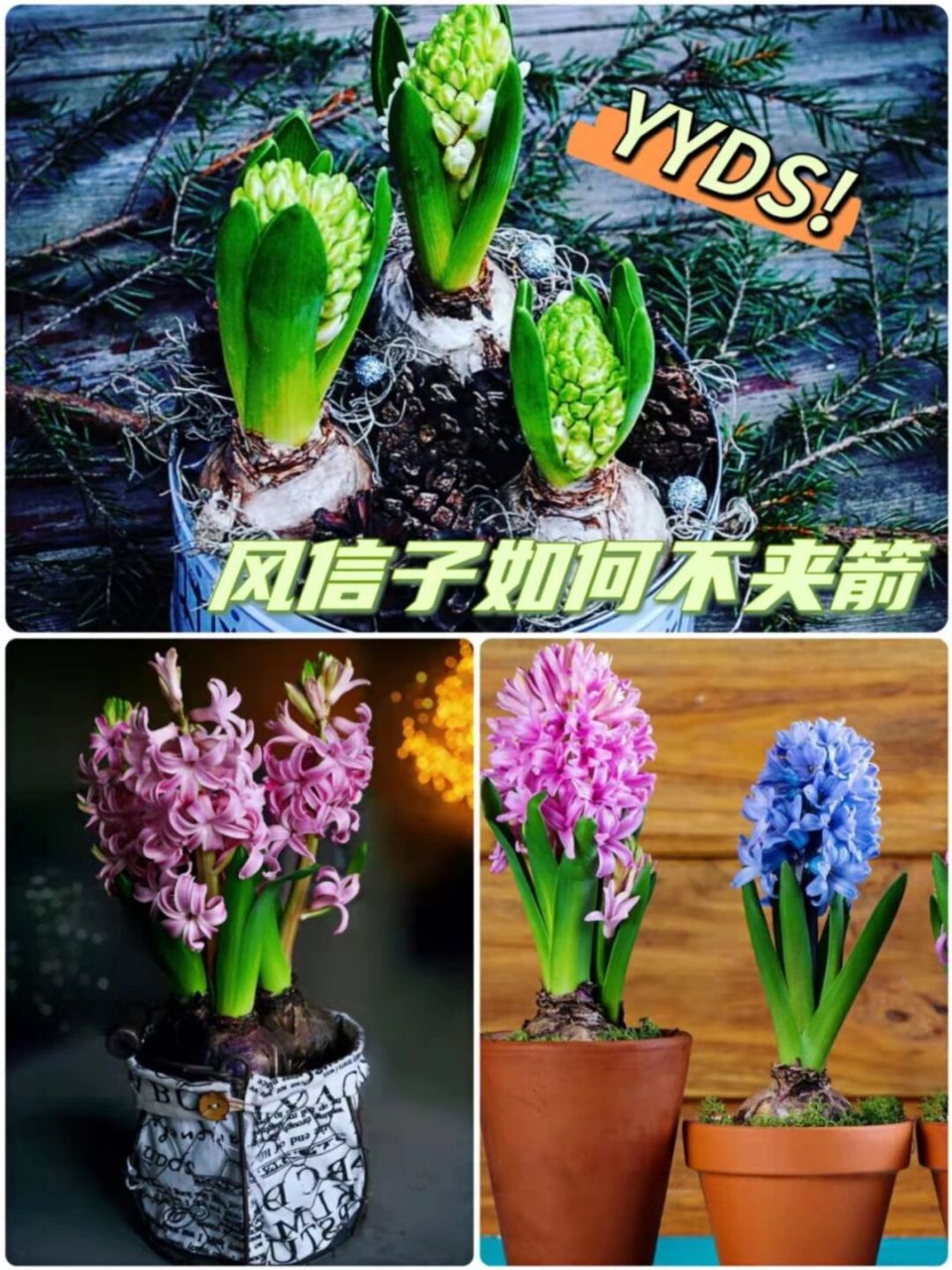 很多朋友都养过风信子吧,而风信子夹箭的问题屡见不鲜,下面是整理的养