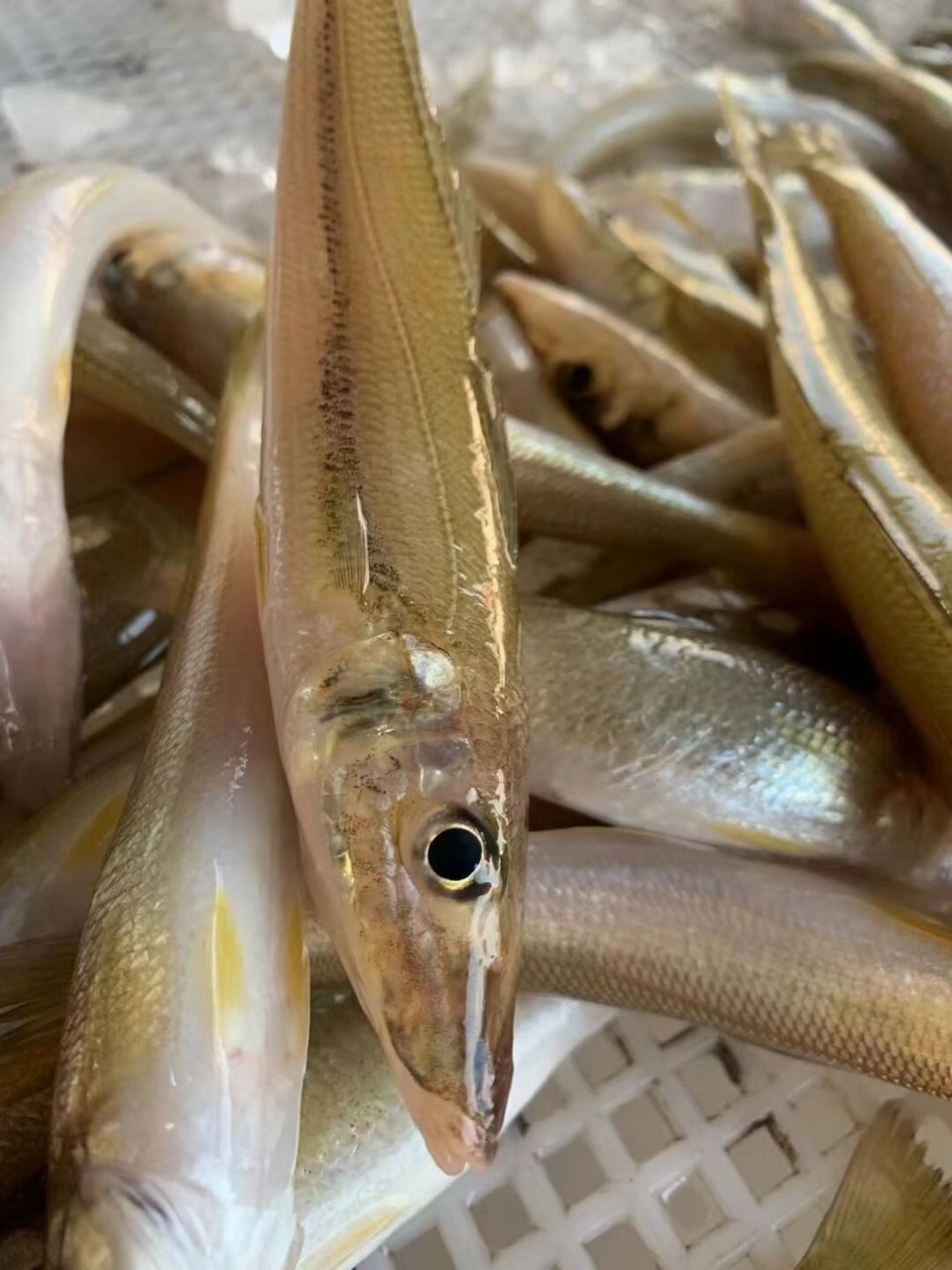 我可以回购一辈子,谁能拒绝这款沙尖鱼,好吃 沙追鱼96(又叫沙丁鱼