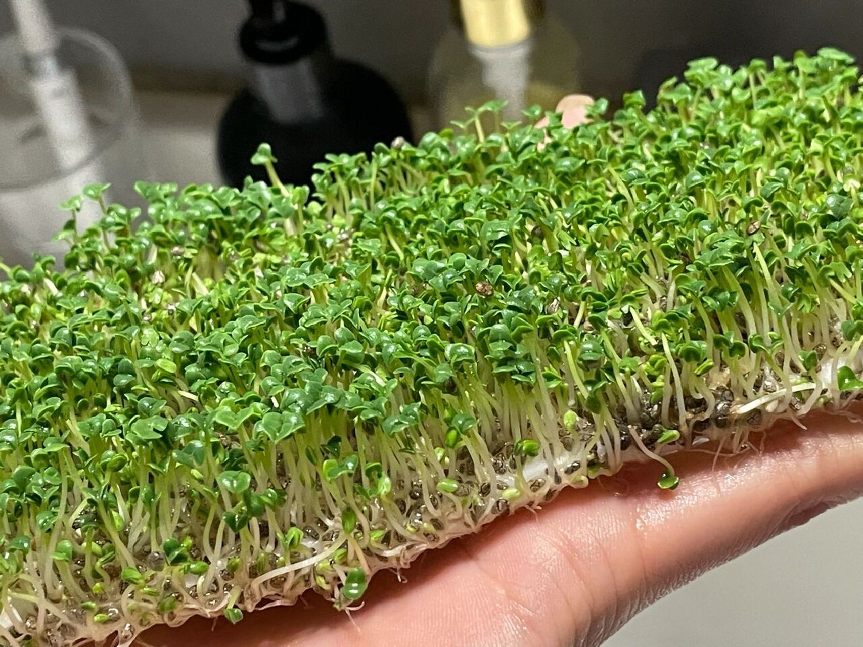 我们一起种植奇亚籽吧～🌱 家里的奇亚籽快放过期了 那天翻 得知这