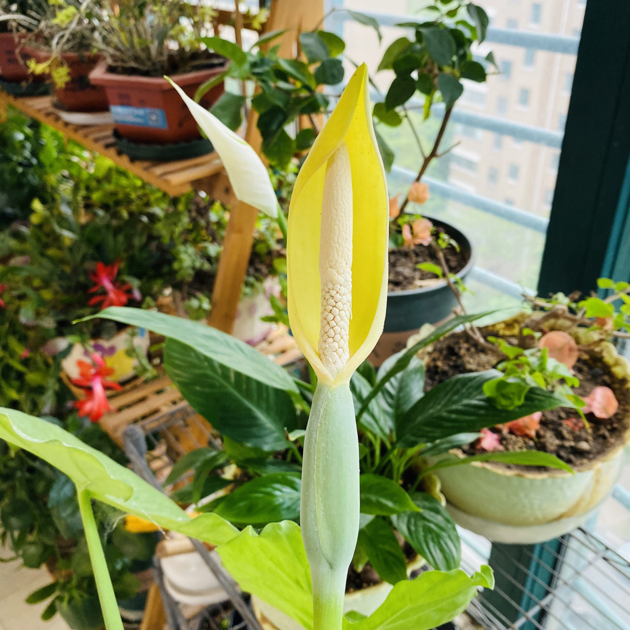 滴水观音开花好兆头 929292 今天发现我家阳台上养的10年的滴水