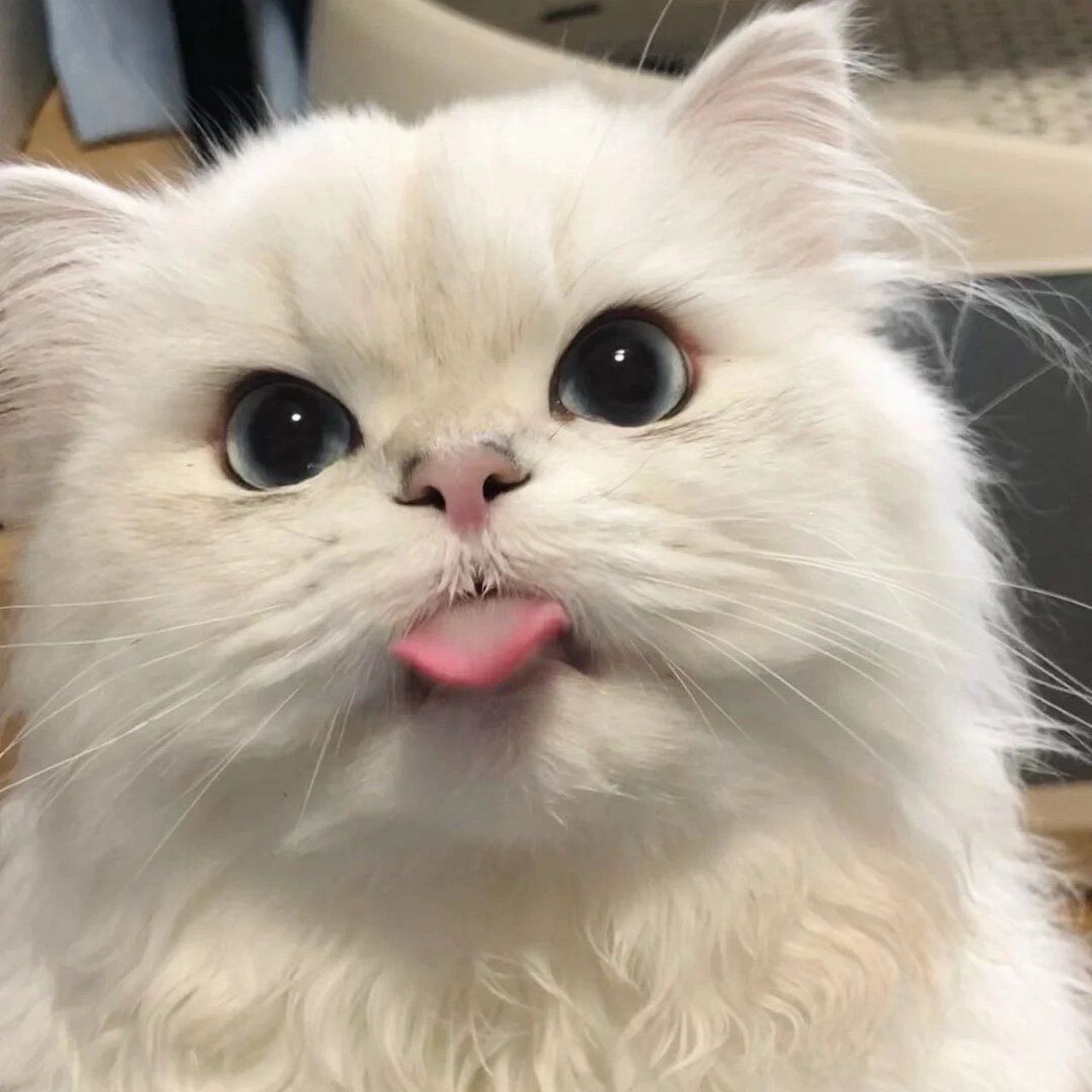 头像分享|猫咪 萌宠动物可爱 女生头像 #闺#蜜头像 #头像# #爱情# #我