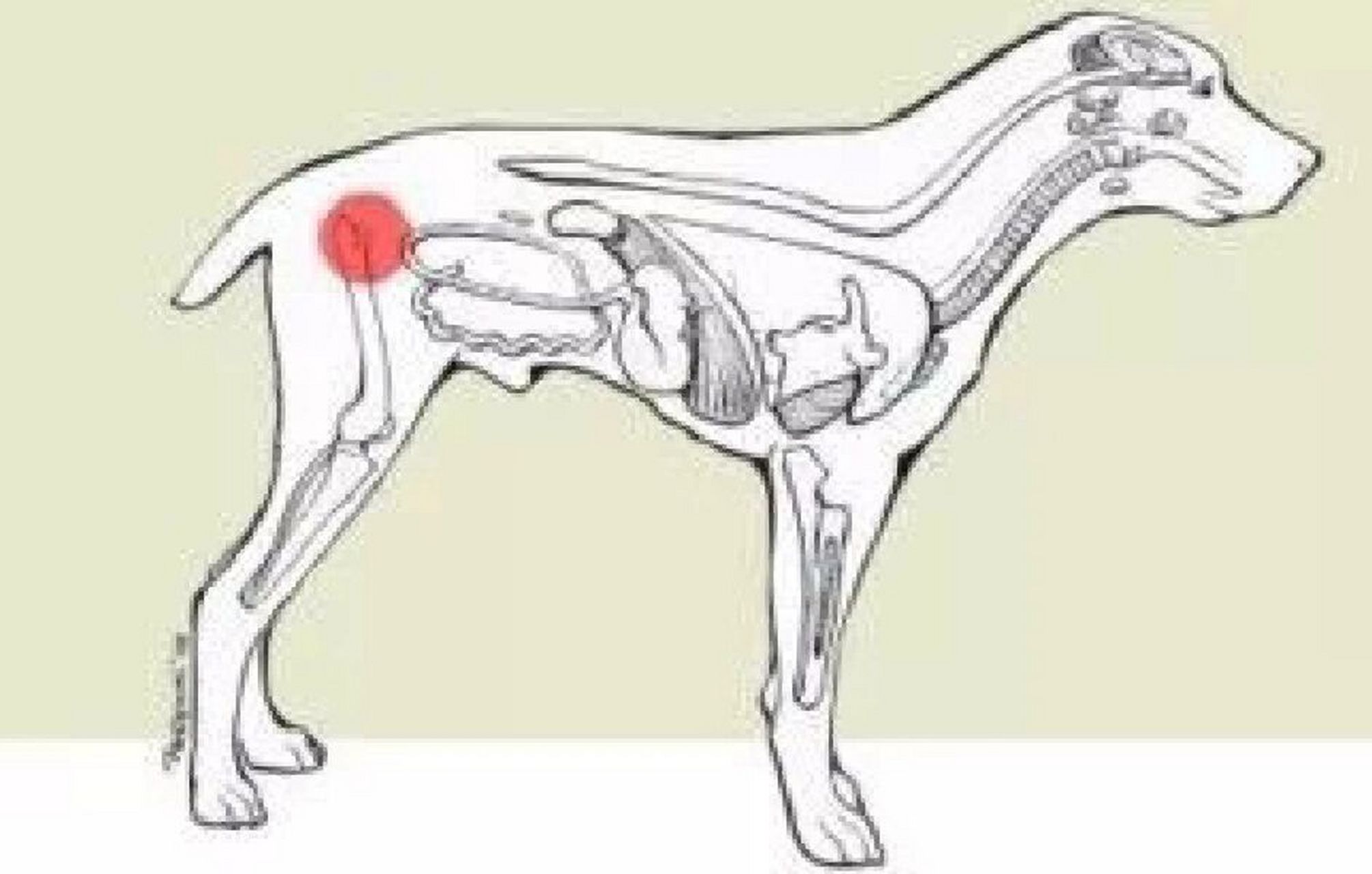 什么是犬髋关节发育不良 犬髋关节发育不良,简称chd,是种司空见惯,有