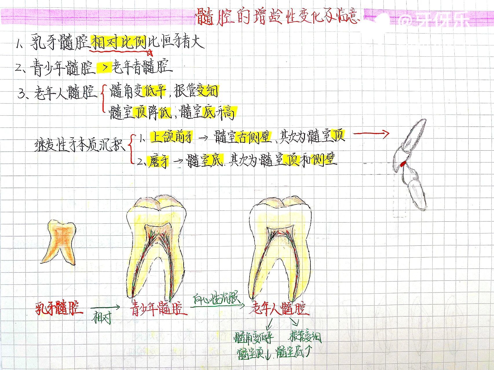 髓索和髓窦图片