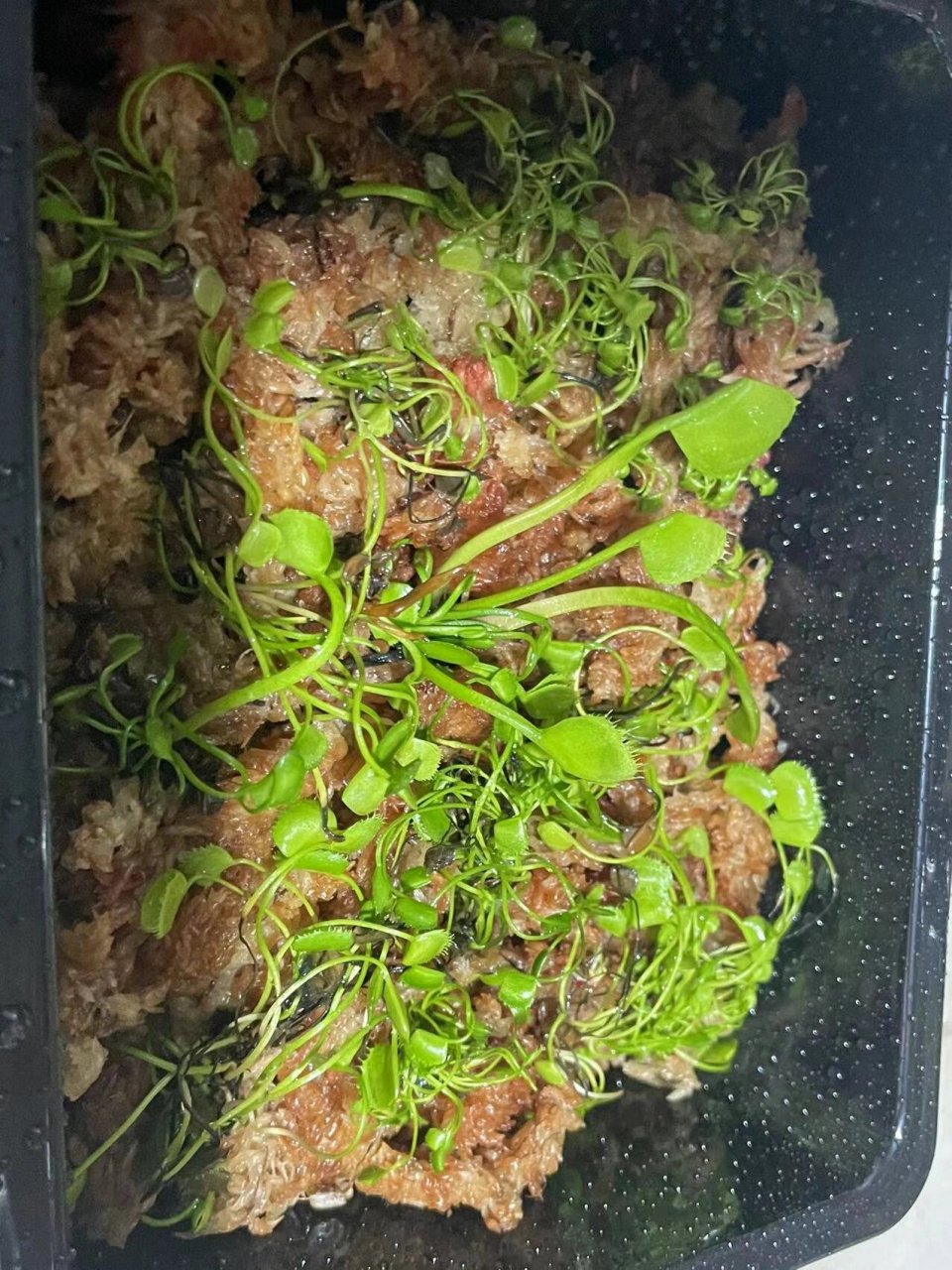 多倍体诱导 旋律鲨鱼捕蝇草 通过使用秋水仙素诱导捕蝇草园艺品种旋律