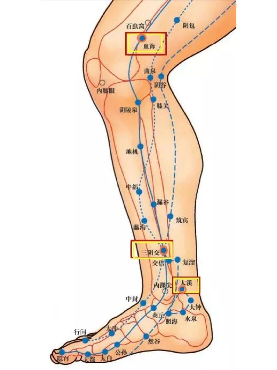 腿部经络图对应的器官图片