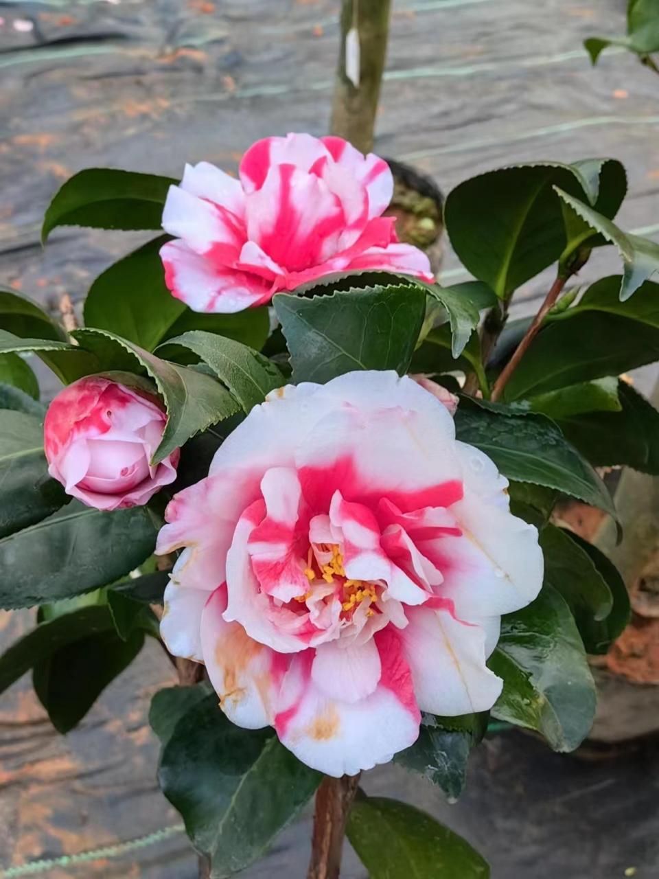 客来邸茶花.