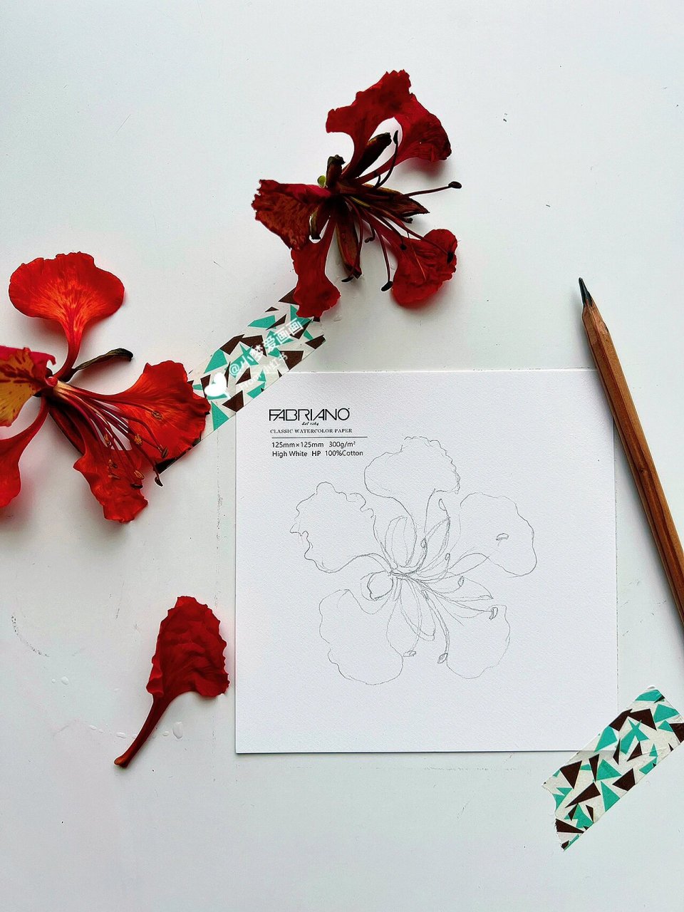 水彩写生|画一朵红红火火的凤凰花～ 好像最近都在画玫瑰,今天换一个