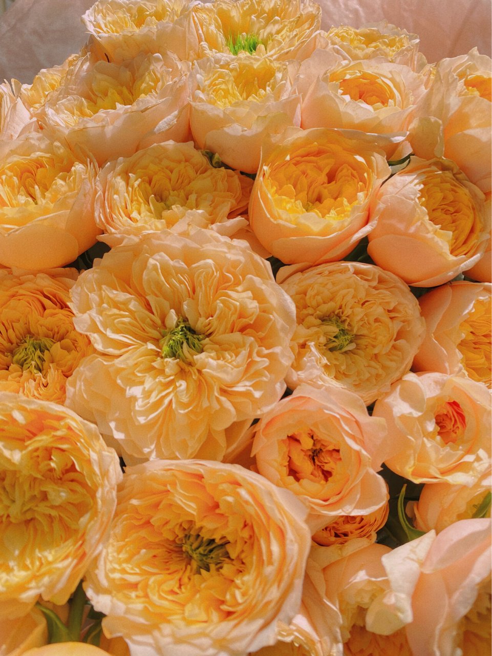 玫瑰和爱一样温柔 |网购鲜花 多头黄蝴蝶 养了很多次黄蝴蝶,这次最