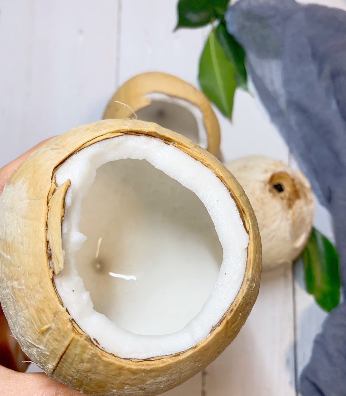 关于椰皇的一些小知识(科普篇) 椰皇又名椰王,果形较为小巧,果壳坚硬