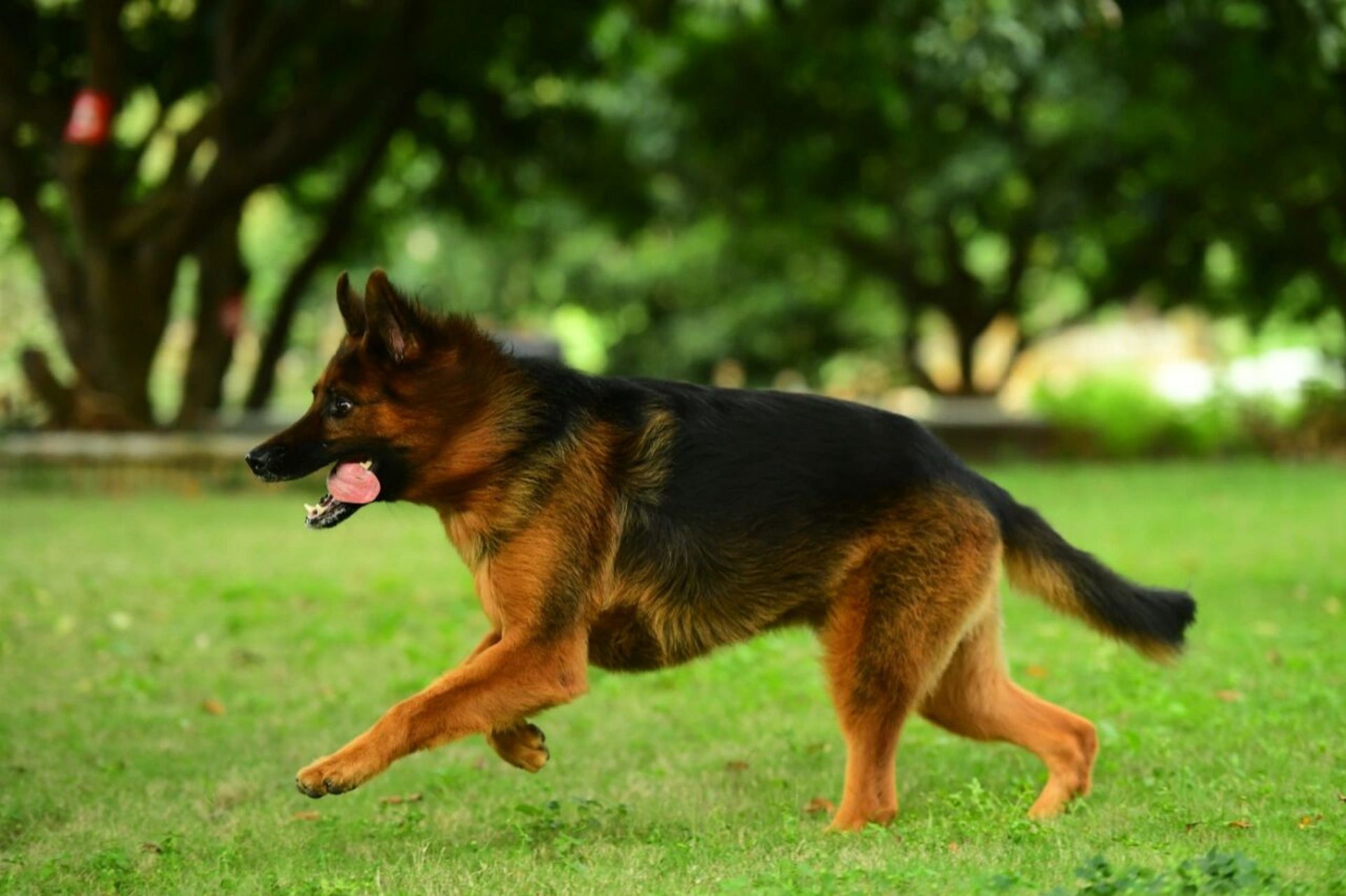 德国牧羊犬～奔跑系列(一)