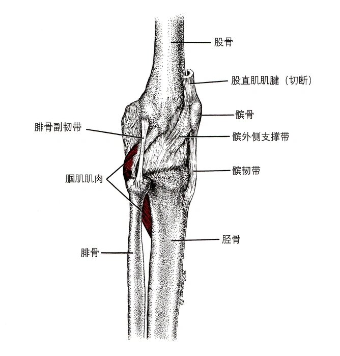 下胫腓韧带图片