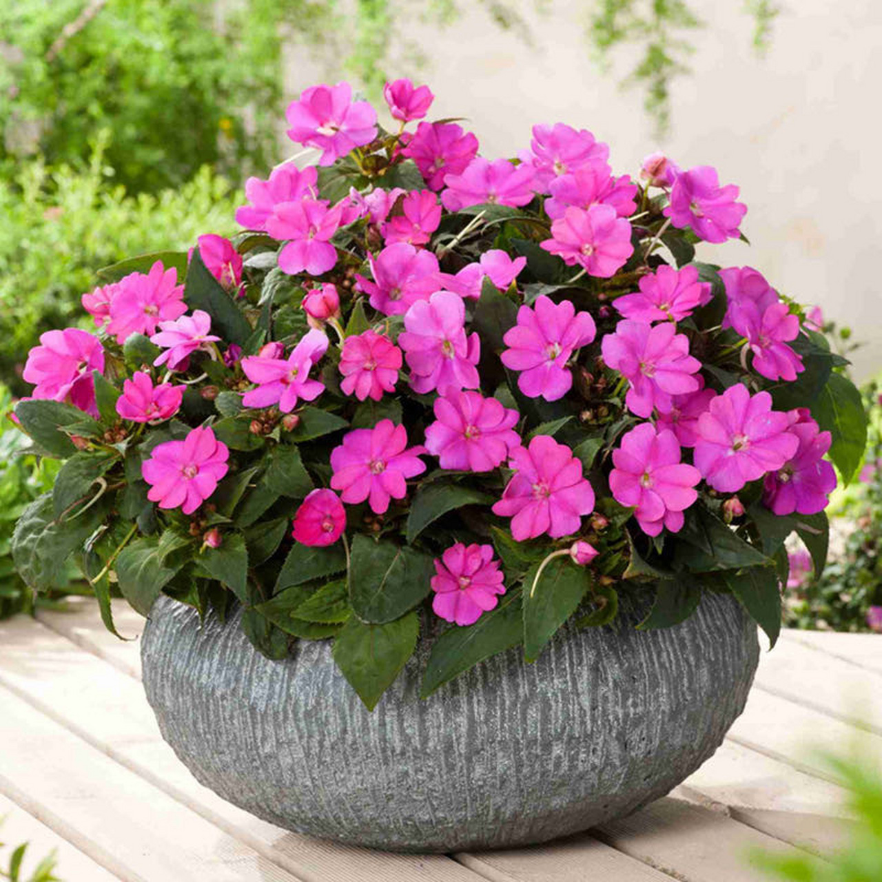 超级凤仙桑贝斯 具有养护管理简单,适应性强,梅雨季节表现优秀,花期长