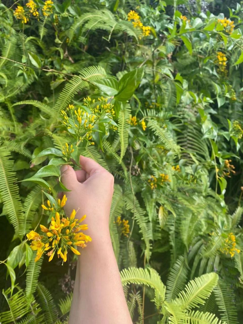 断肠草!有毒!不能乱吃 断肠草!有毒!不能乱吃