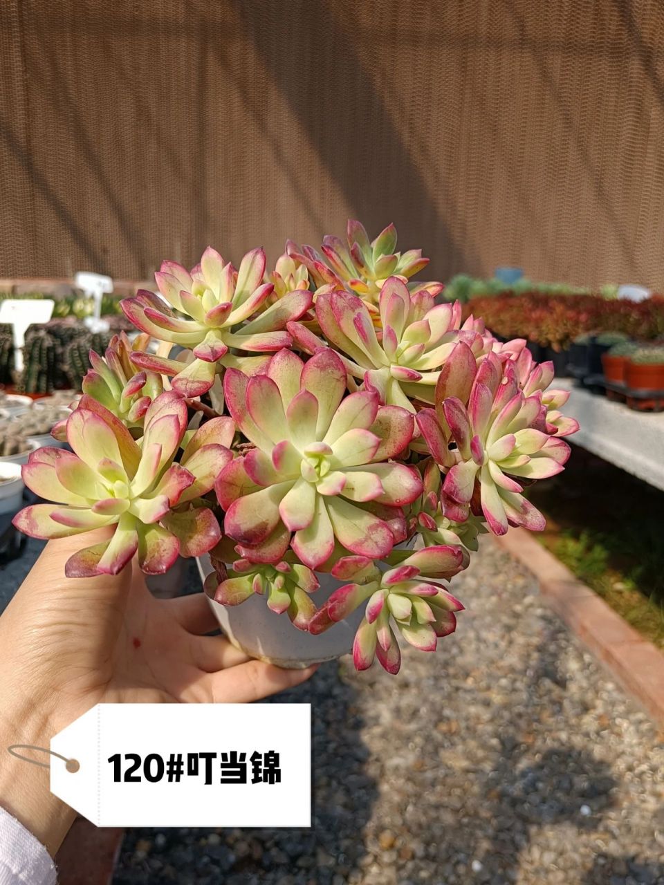 说起小叮当锦这种多肉很多肉友不熟悉,但要说红稚莲的话,我估计80%