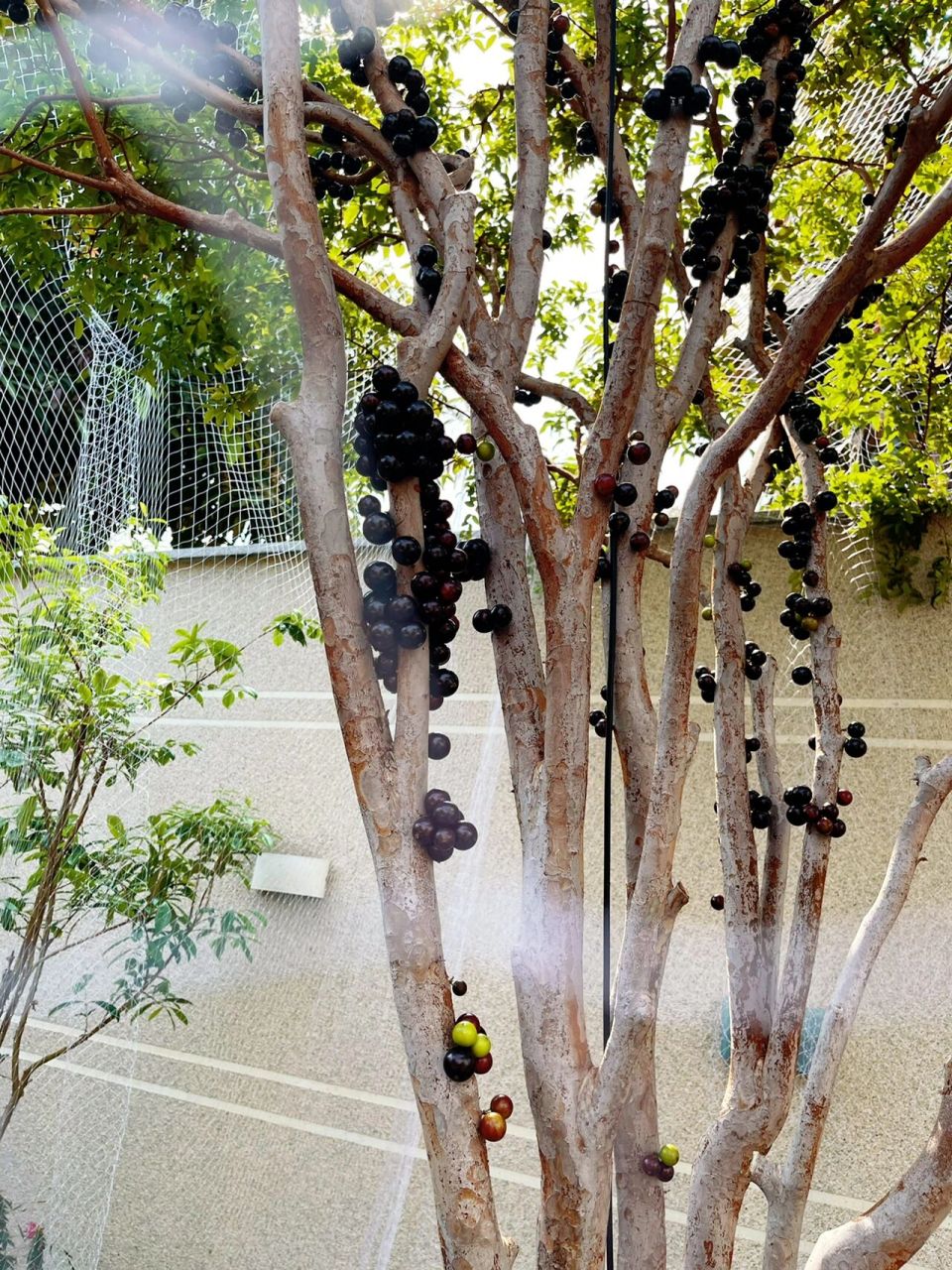 嘉宝果——挂在树干上的"葡萄" 嘉宝果树常绿灌木,成长缓慢,枝梢分枝