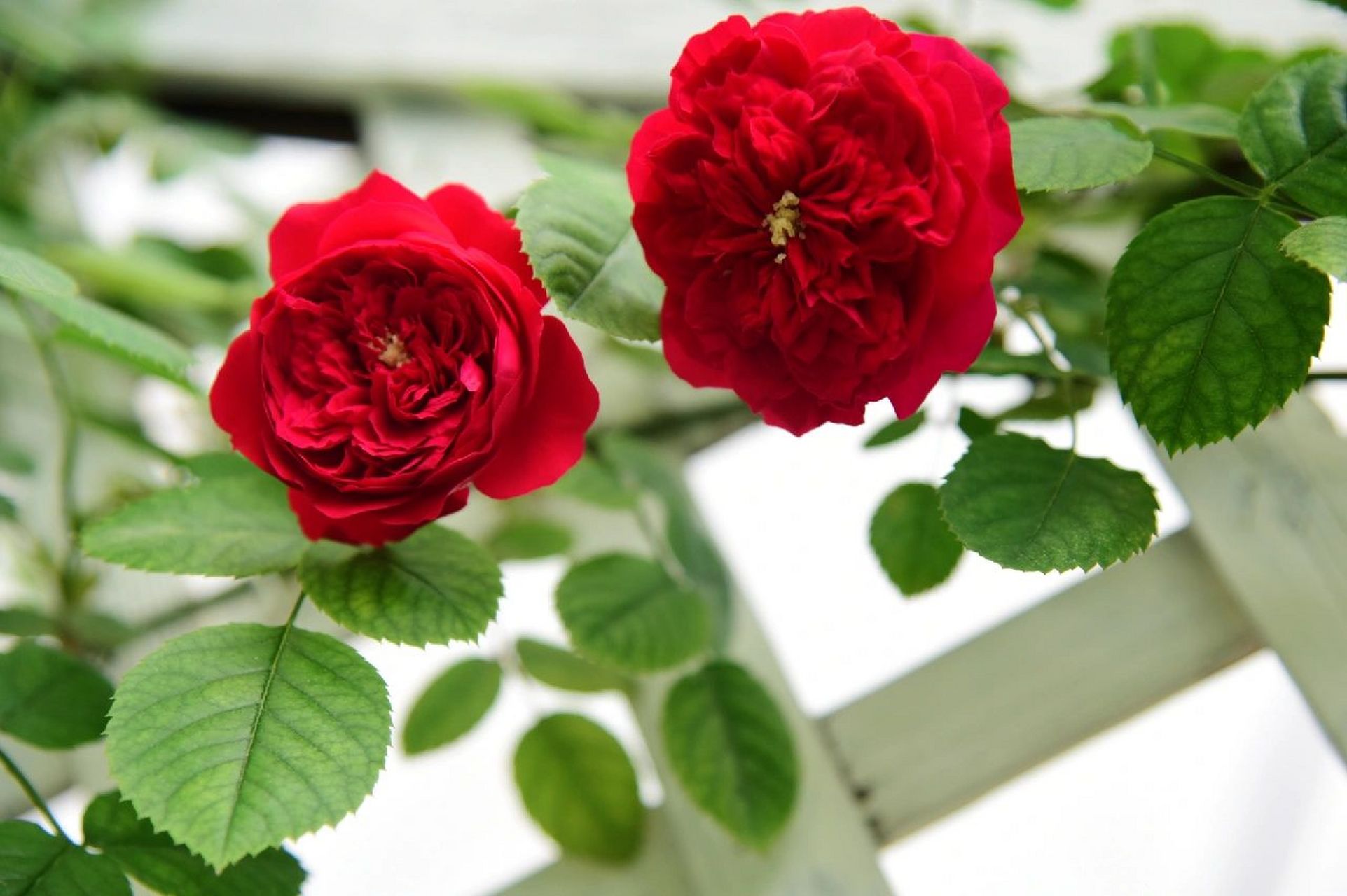 佛罗伦蒂娜月季,正红典范 花千树的月61,季69基本上都生活条61