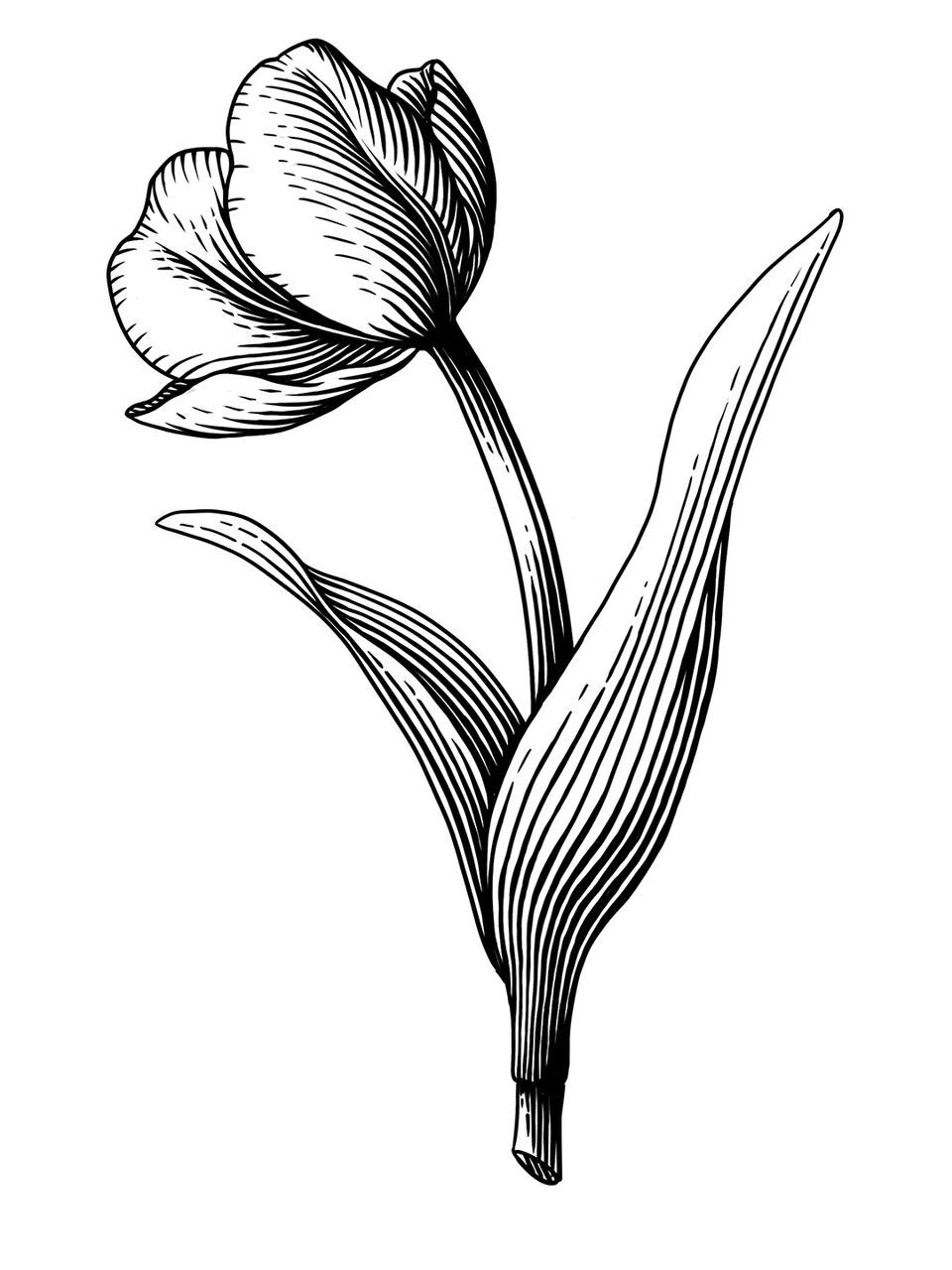 这次是基础郁金香纯线条基础绘画教学,一起来画画看吧!