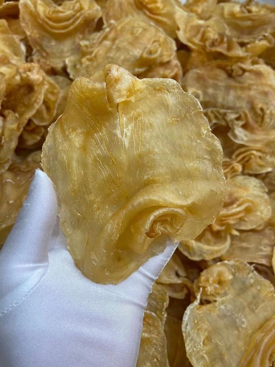 5-6头28-30头印尼赤嘴胶901000米/斤起 5-6头印尼赤嘴胶901570米