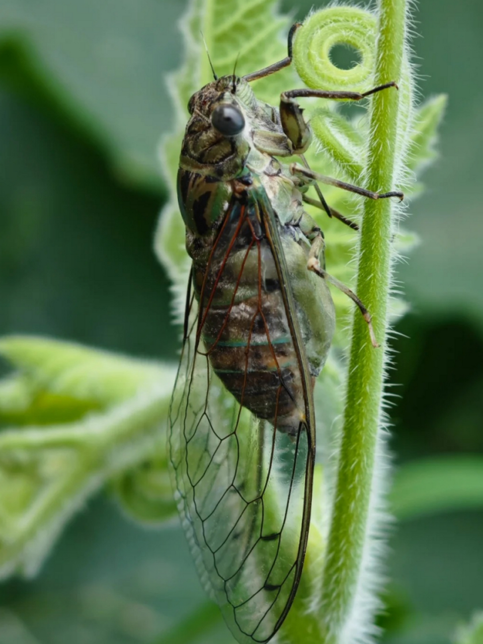 每当夏日炎炎,蝉鸣声此起彼伏,为大地带来无尽的生机与活力.