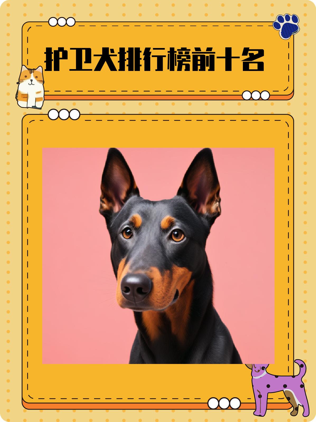 护卫犬排行榜前十名 以上就是排行榜前十名的护卫犬,每种护卫犬都有其