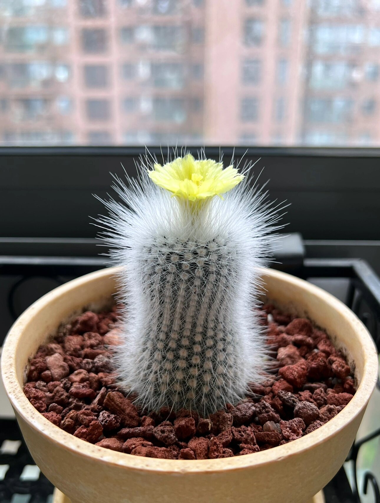 仙人球|白小町 播种仙人球开花啦98 这盆白小町是2019年6月时候播种