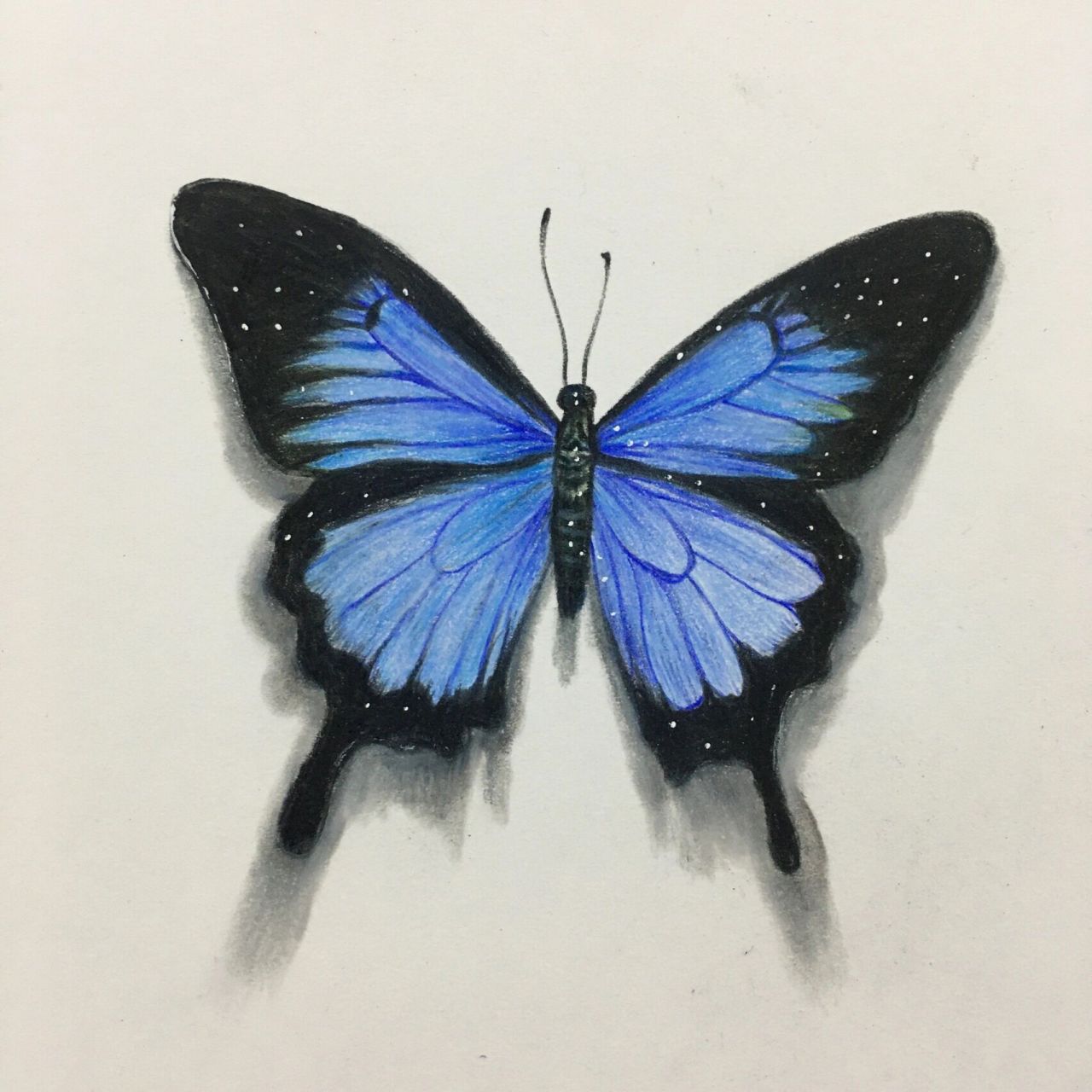 彩铅蓝色蝴蝶03画法(含详细绘画过程图)
