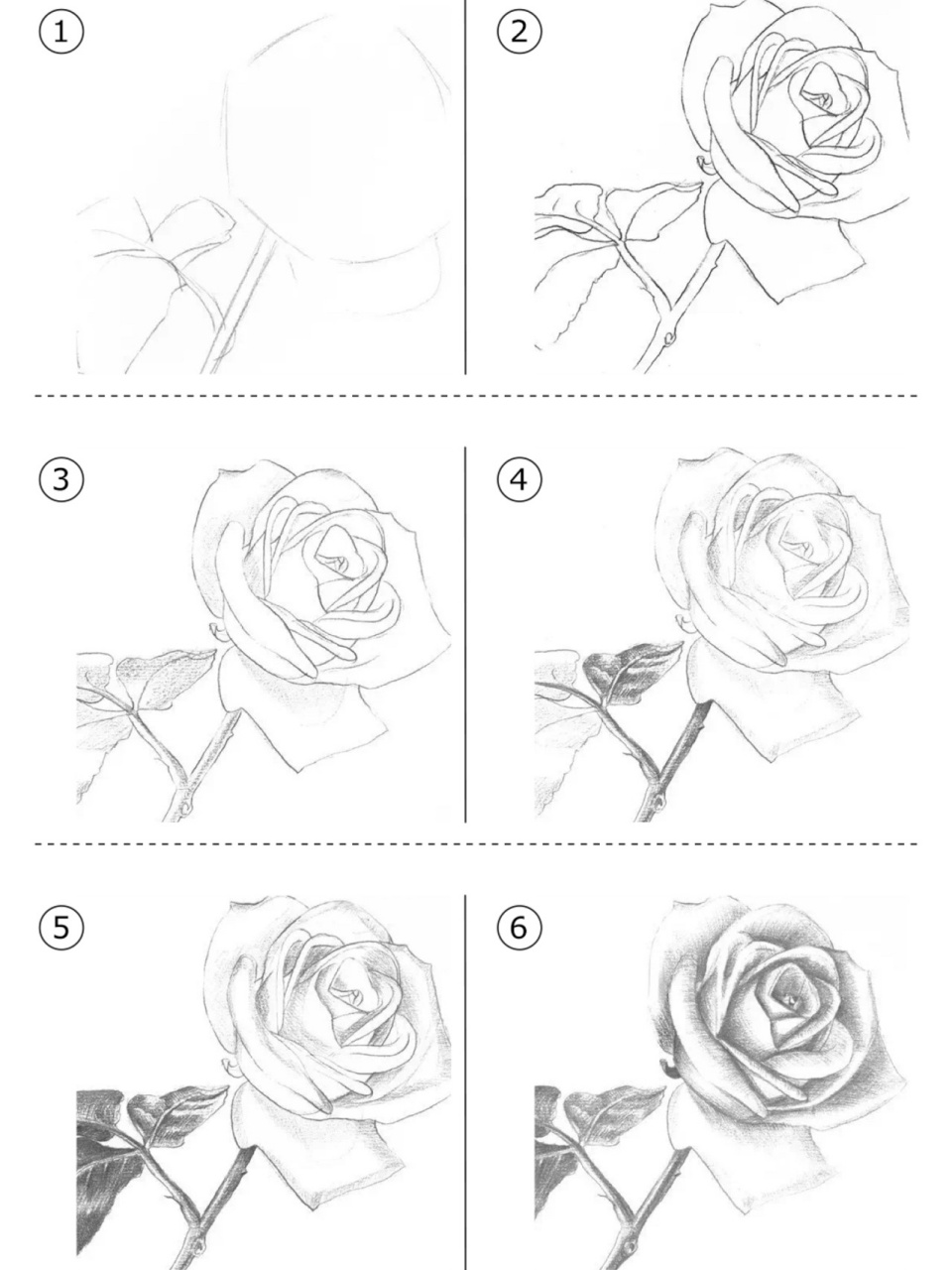 零基础素描静物玫瑰花的绘画步骤图 7315先画出玫瑰花的大概轮廓