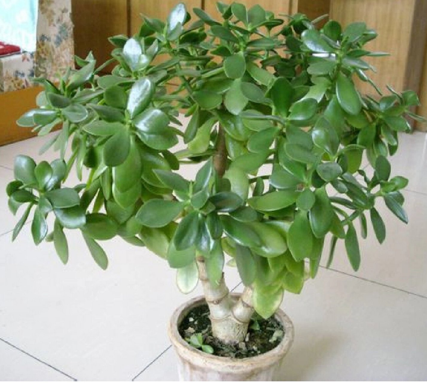 每天认识一种多肉93|燕子掌|植物知识分享 燕子掌 94别名:玉树