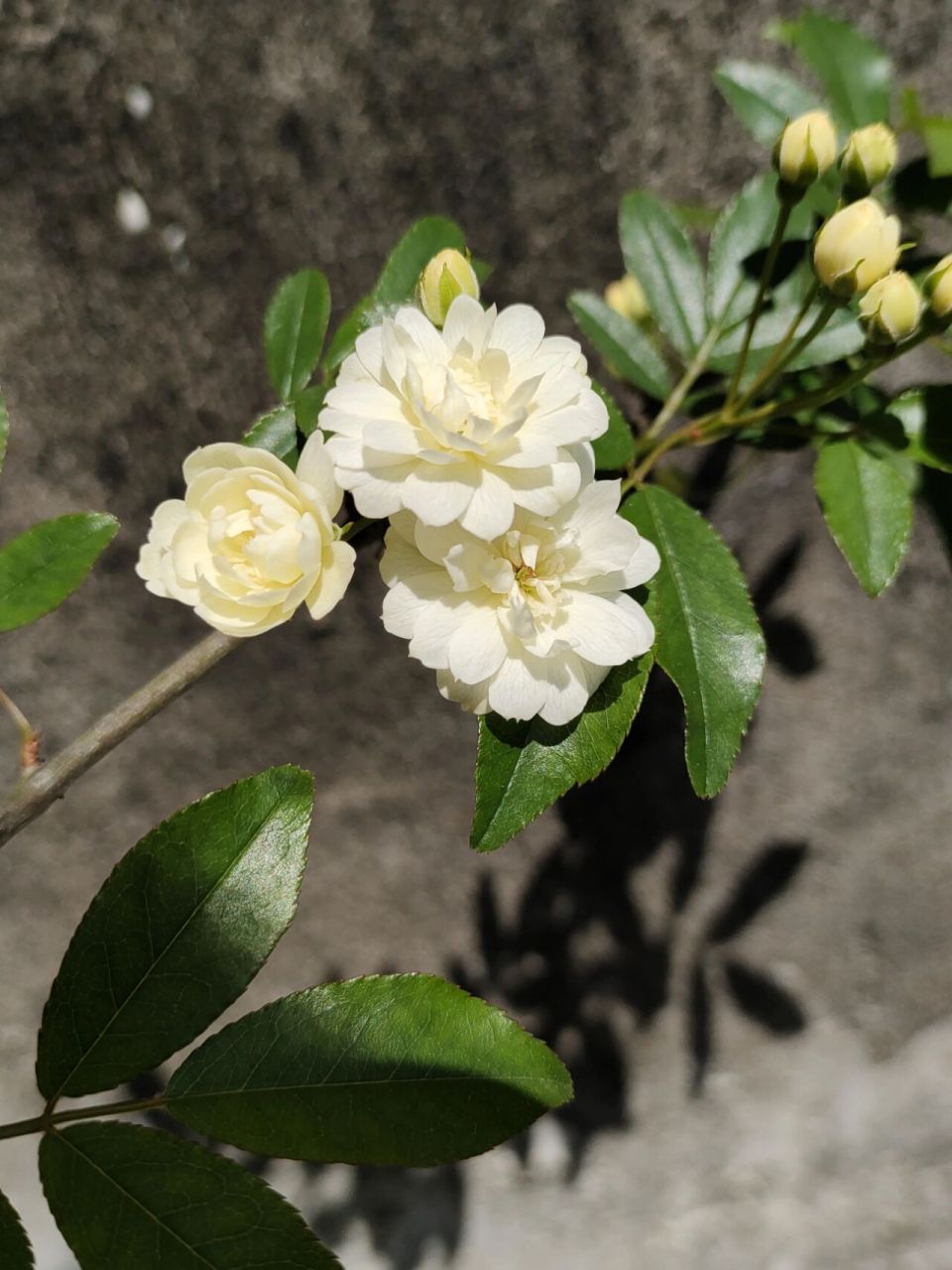 白木香开花了 今年开的最早的还是白木香,接下去会是黄木香,红木香最