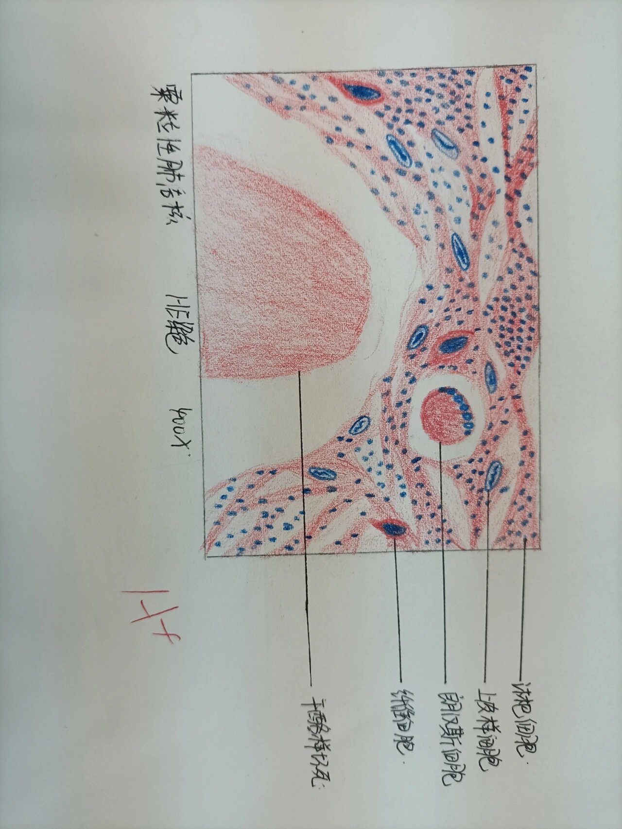 病理切片绘图图片